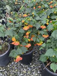 Image result for Abutilon