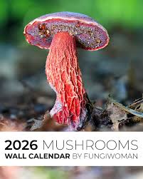 Image result for Xanthoconium sp.