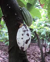 Cultural practices are aimed at preventing or reducing the. Http Www Naturland De Images Uk Producers Naturland Compendium Organic Cocoa Pdf