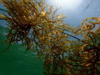 Seaweeds for Wellness