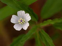 Image result for Monsonia angustifolia