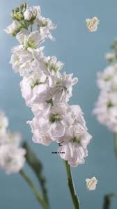 Profile for Diane & Carl