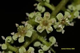 Image result for Cyathula orthacantha