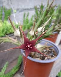 Image result for Orbea caudata