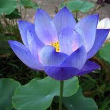See what tanjung biru (tanjungbiru) has discovered on pinterest, the world's biggest collection of ideas. 18 Ide Bunga Teratai Bunga Teratai Bunga Gambar Bunga