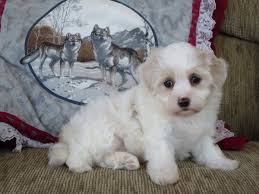 We did not find results for: Havanese Puppies For Sale Breeders In Cincinnati Ohio Indiana Havanese Puppies Puppies Havanese Puppies For Sale