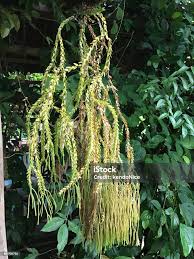 Image result for Huperzia phlegmaria