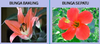 We did not find results for: Bagian Bagian Bunga Dan Fungsinya Lengkap Beserta Gambarnya