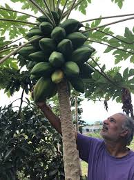 First, cut a ripe papaya fruit in half and then take out all the seeds. Mango And Papaya Like It Hot West Hawaii Today