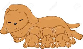 The woman who posted it on her personal facebook page has come forward to explain why she did it. Illustration Of A Female Dog Breastfeeding Her Puppies Royalty Free Cliparts Vectors And Stock Illustration Image 30121541