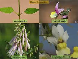 Image result for Scrophulariaceae