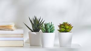 Artificial plants price in malaysia may 2021. Plants Flowers Ikea