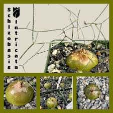 Image result for Schizobasis intricata