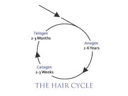 The blood in your scalp goes to the follicle and supplies oxygen and nutrients to the hair root, which helps your hair grow. Hair Physiology Hair Growth Cycle