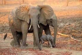 Found On Bing From Www Ecotraining Co Za Elephants Photos Savage Animals Elephant Pictures