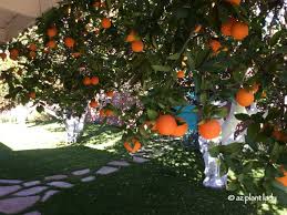 Fertilize the citrus tree as soon as you see new growth. Citrus Trees How To Care In The Fall Azplantlady Com