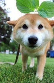 kaufmannspuppy 可愛い犬 かわいいペット 面白いペット