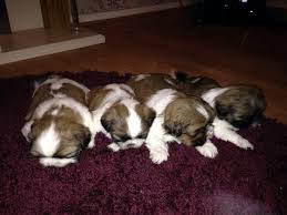 Gooddog.com has been visited by 10k+ users in the past month Half Imperial Shih Tzu Puppies Full Pedigree Walsall Wolverhampton