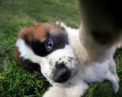 We did not find results for: Breed Info Animal Health Center
