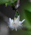 Image result for Empogona cacondensis