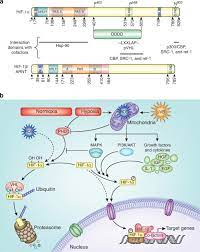 야노 엄청 좋아함 / 가슴 페티쉬(정확히는 유두)있음 Hif 1a In Epidermis Oxygen Sensing Cutaneous Angiogenesis Cancer And Non Cancer Disorders Sciencedirect