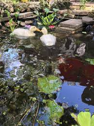 If your birds need a place to frolick in, then it's definitely a good idea! Diy Natural Duck Pond No Chemicals Pumps With Progress Photos House Homestead
