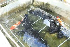 Kolam ikan mini untuk ikan hias koi nila. Artikel Cara Memeriksa Kualitas Air Kolam Ikan Koi