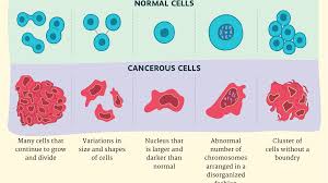 Prophase, prometaphase, metaphase, anaphase, and telophase. Cancer Cells Vs Normal Cells How Are They Different