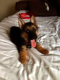 Pin Puppies For Sale In Nc Craigslist Valuable Cute Animals Pets Cute Dogs
