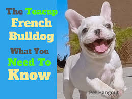 Rated 0 out of 5. The Teacup French Bulldog What You Need To Know