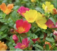 Image result for Portulaca centrali-africana