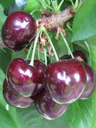 Fakat çok fazla ağaç dikerken, elbette asistanlara sahip olmak daha iyidir. Kiraz Fidani Ziraat 900 120 Cm Rootball Fidan Istanbul Internetten Fidan Ve Fide Siparisi Her Cesit Peyzaj Bitkileri