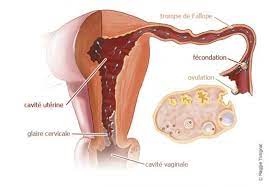 Check spelling or type a new query. Troubles De La Fertilite La Reproduction Rencontre Entre Ovule Et Spermatozoide