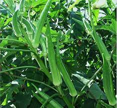 Overly wet soil for prolonged periods of time and standing water should be avoided at all costs. Seedstores High Yield Lady Finger Arka Anamika 15 Seeds For Terrace Balcony Kitchen Poly House Gardening Amazon In Garden Outdoors