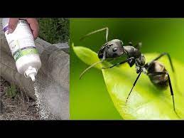 Comment Se Debarrasser Des Fourmis Au Naturel Youtube