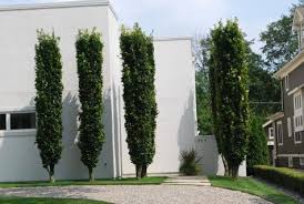 Columnar Green Beech Dirt Simple Columnar Trees Outside Plants Garden Trees