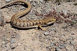 Image result for Laggera elatior