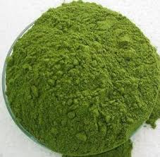 Image result for moringa tree benefits for health