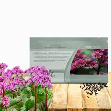 Image result for Bergenia