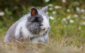 If you do not want your rabbit fixed then avoid letting it run free all over the house as it will spray on every item which doesn't already contain its smell. Should I Neuter My Rabbit Original Article Can Be Found The By Kris Barton The Bunny Lowdown Medium