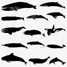 Also, find more png clipart about null. Gambar Berbagai Vektor Siluet Ikan Paus Dan Lumba Lumba Terpisah Pada Latar Belakang Putih Hiu Satwa Binatang Png Dan Vektor Dengan Latar Belakang Transparan Untuk Unduh Gratis