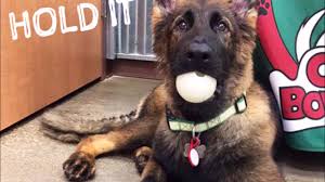 I had my puppy groomed as well and they did a wonderful job. Camp Bow Wow Training Video Youtube