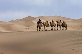 Herd of brown camel, camels, caravan, desert, safaris, dune, sand. Camel Caravan In The Dunes Gobi Desert Mongolia Premium Photographic Print Tom Norring Allposters Com