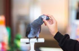 Find br names for girls at babynamewizard.com | baby name wizard Ultimate List Of Female Bird Names Lovetoknow