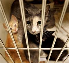Chronic renal failure can affect both dogs and cats. Dealing With Cats That Have Kidney Disease Features Postandcourier Com