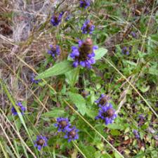 When it blooms, it puts up a tall stem with 1 or 2 flowers on the stem. Plant Id Forum Small Purple Flowers Found In Grass Garden Org