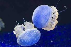 Check spelling or type a new query. 76 Gambar Hewan Cnidaria Terlihat Keren Gambar Pixabay
