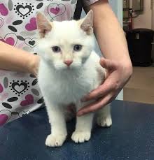 We are dedicated to providing the highest level of veterinary medicine along with friendly, compassionate service. Found White Cat In Whitehorn Now Safe At Castleridge Veterinary Clinic Pls Rt Share To Find Family Yyc Pet Recove Humane Society White Cat Veterinary Clinic