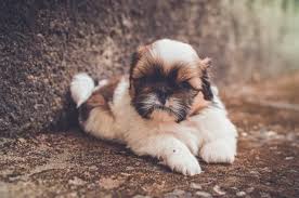 Pin On Shih Tzu