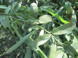 Image result for Balanites